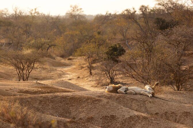 Sunset Game Drive in Big5 Reserve - Final Thoughts