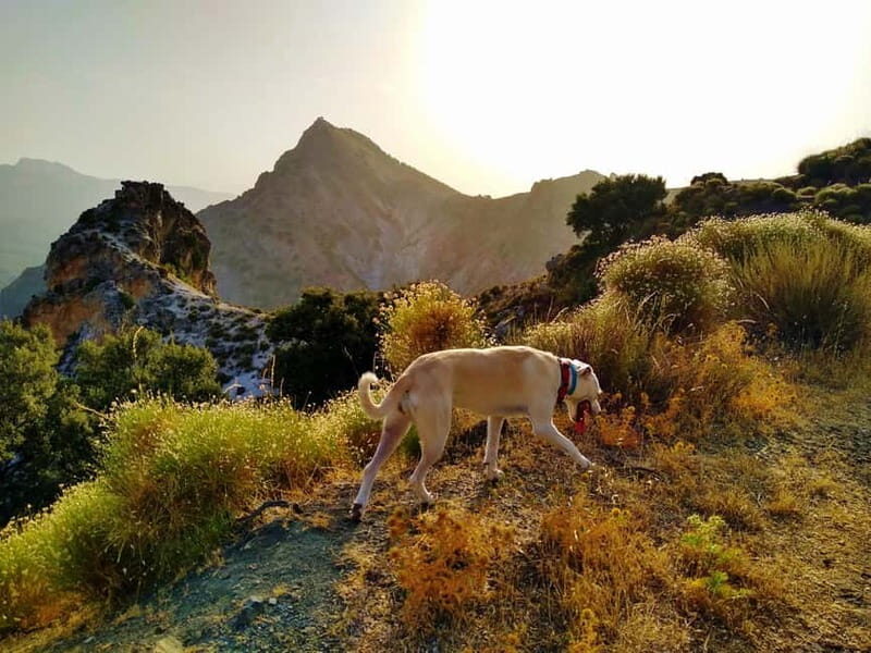 Sunset Hike & Summit Sierra Nevada with pup - What Reviewers Say About Their Experience