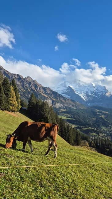 Sunset Hike with Cheese Fondue in Wengen - Who Is This Tour Best Suited For?