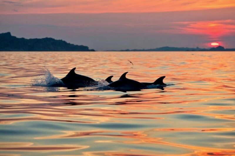 Sunset Kayak Tour + Snorkeling and Local Aperitif - The Sum Up: Who Will Love This Experience?  