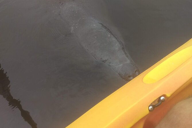 sunset-kayaking-tour-at-manatee-cove-with-manatee-dolphin-sightings