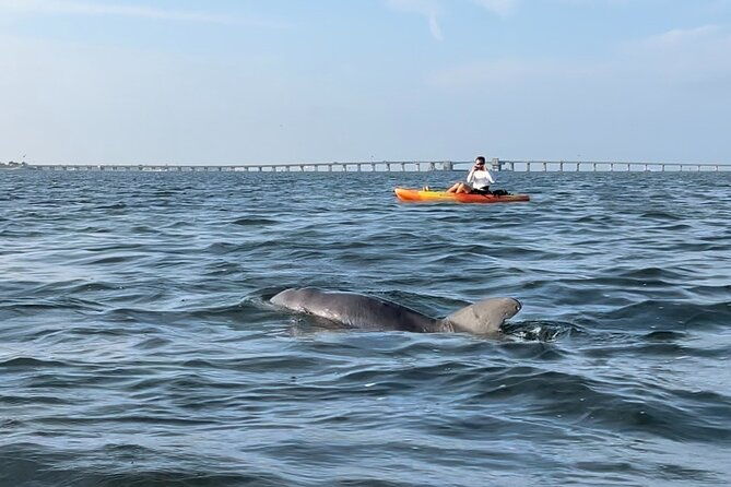 sunset-kayaking-with-dolphins