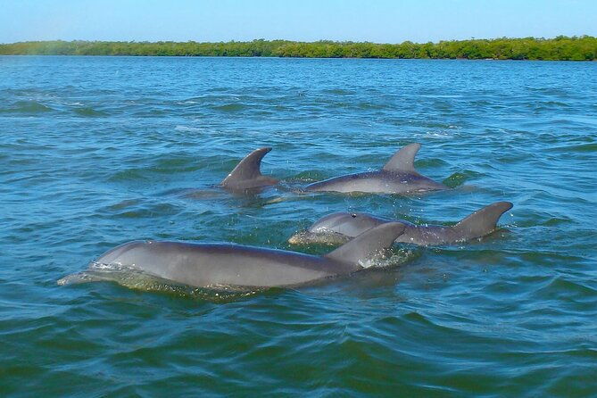 sunset-kayaking-with-dolphins