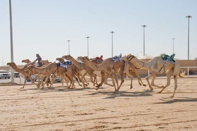 Sunset Keshta at Zekreet | Art, Adventure & Arabian Picnic - Practical Details for Travelers