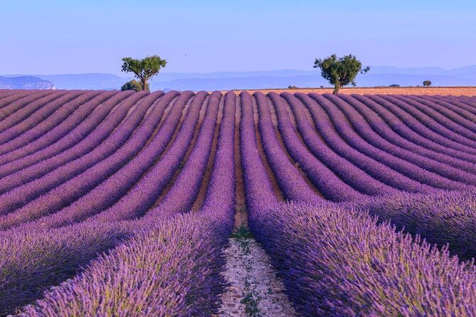 sunset-lavender-tour-in-valensole-with-pickup-from-marseille