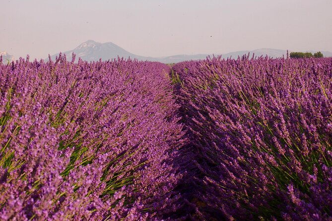 sunset-lavender-tour-in-valensole-with-pickup-from-marseille
