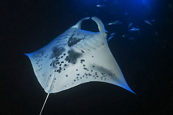 sunset-manta-ray-tour-in-kailua-kona