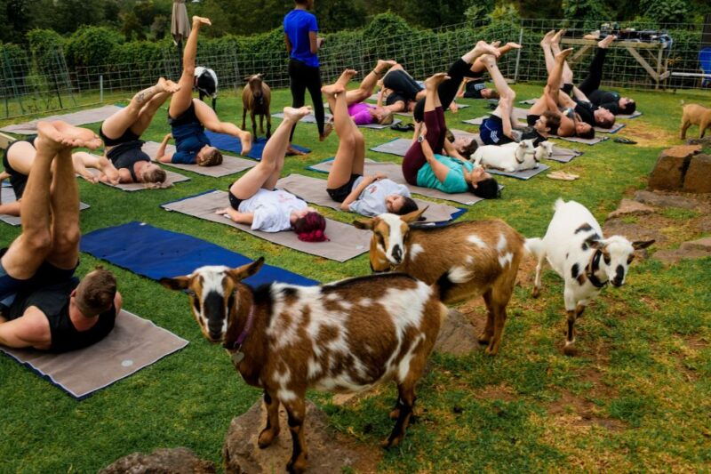 sunset-maui-goat-yoga-with-live-music-2