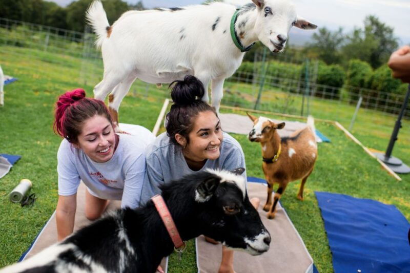 sunset-maui-goat-yoga-with-live-music-2