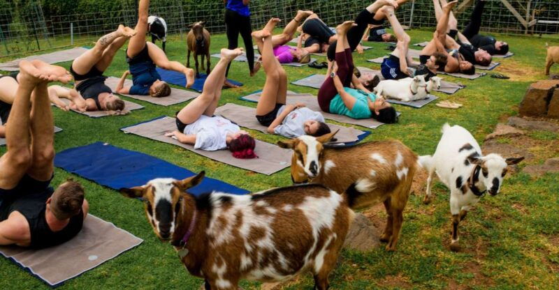 sunset-maui-goat-yoga-with-live-music-2