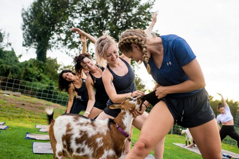 sunset-maui-goat-yoga-with-live-music-2