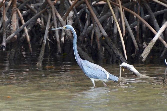 sunset-private-boat-trip-in-naples-fl-with-secluded-island-stop-with-your-dog