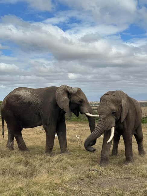 sunset safari big 5 aquila with snack and wine tasting - Key Points