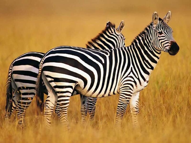sunset safari big 5 aquila with snack and wine tasting - Who Will Love This Experience?