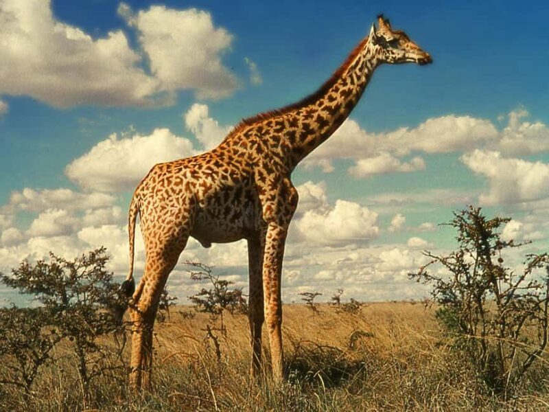 sunset safari big 5 aquila with snack and wine tasting - The Sum Up