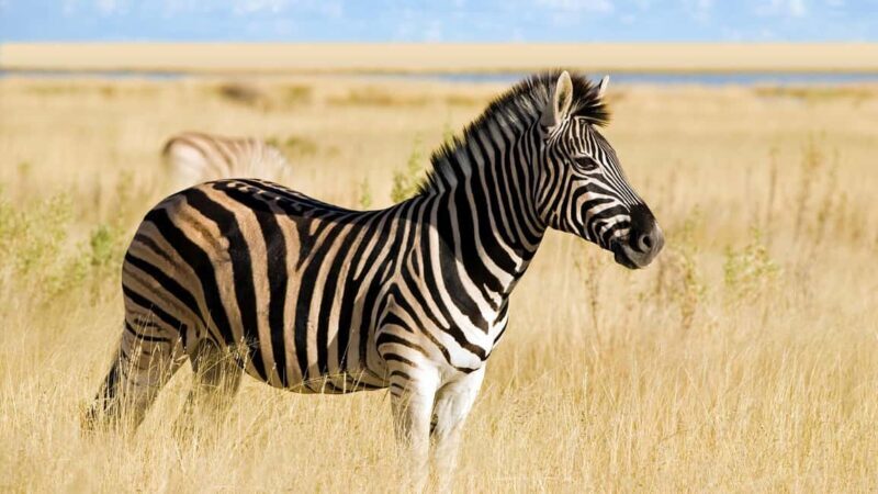 sunset safari big 5 aquila with snack and wine tasting - FAQ