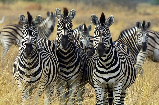 Sunset Safari Big 5 Aquila with Snacks and Wine Tasting - Authentic Experiences and Review Insights