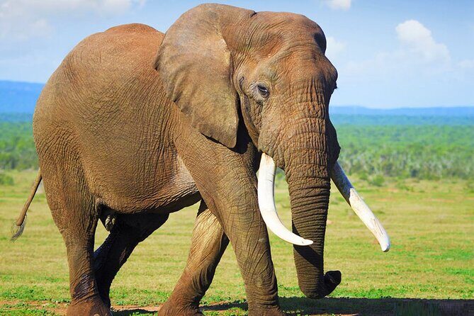 Sunset Safari Big 5 Aquila with Snacks and Wine Tasting - Final Thoughts: Who Is This Tour Best For?