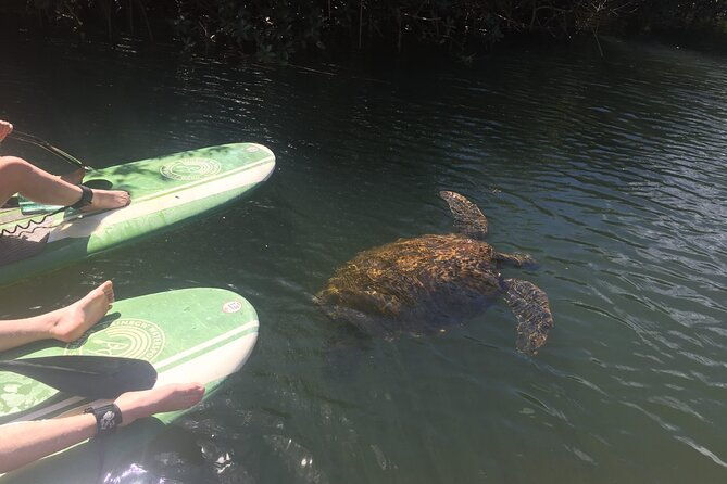 sunset-stand-up-paddle-with-photos-and-turtles