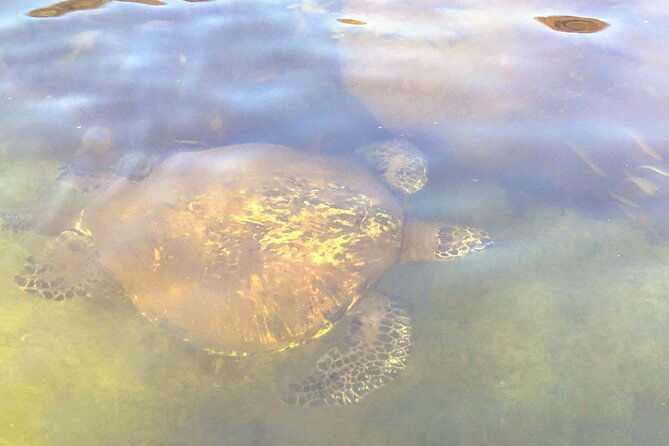 sunset-stand-up-paddle-with-photos-and-turtles