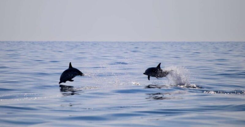 Sunset Tour and Searching Dolphins - Key Points