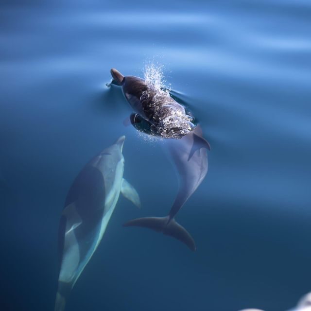 Sunset Tour and Searching Dolphins - The Itinerary: What You Can Expect from This Sicilian Sea Journey