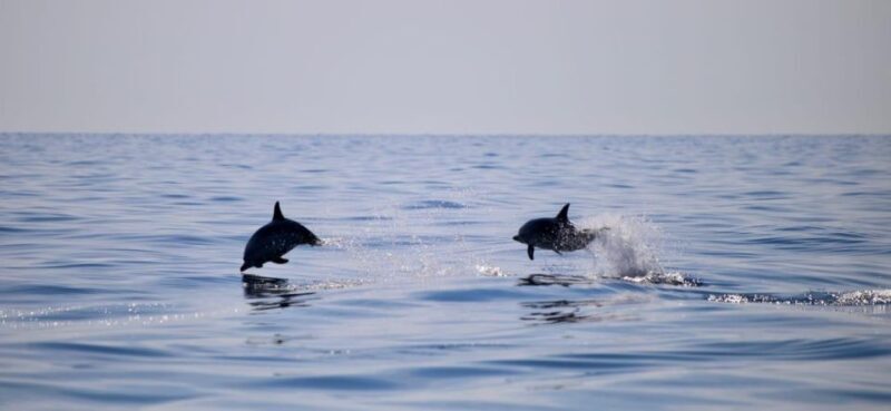 Sunset Tour and Searching Dolphins - Who Is This Tour Best For?