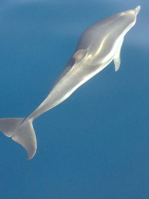 Sunset Tour and Searching Dolphins - Final Thoughts