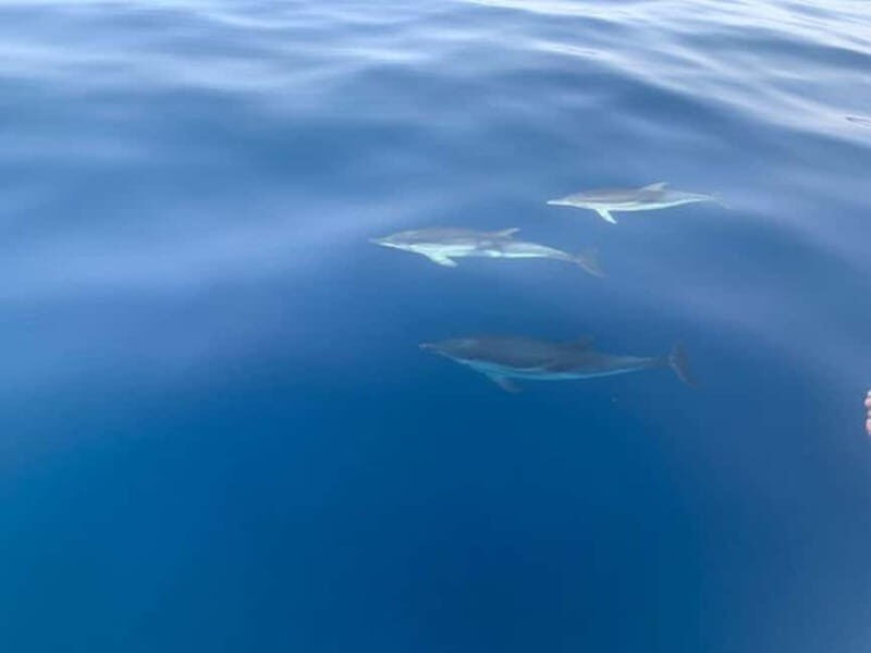 Sunset tour in search of dolphins with aperitif - Introduction