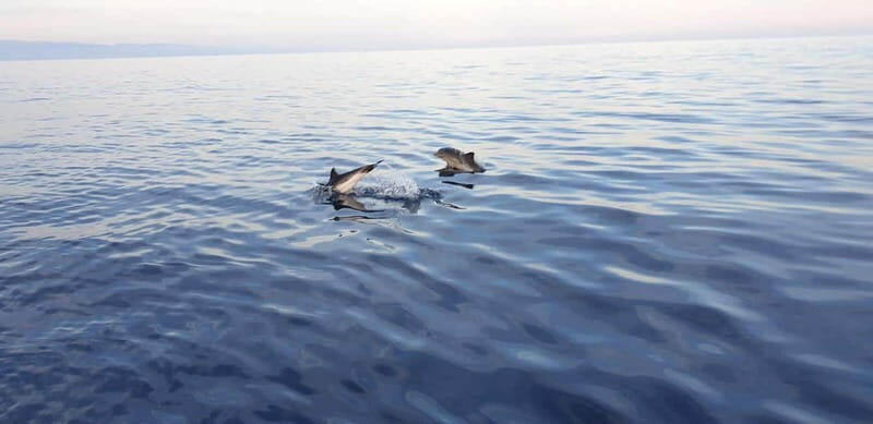 Sunset tour in search of dolphins with aperitif - Key Points