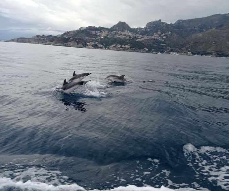 Sunset tour in search of dolphins with aperitif - The Experience Guides & Atmosphere