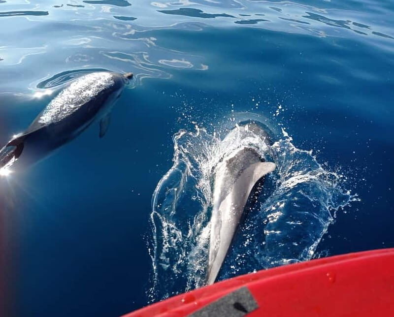 Sunset tour in search of dolphins with aperitif - Who Is This Tour Best For?