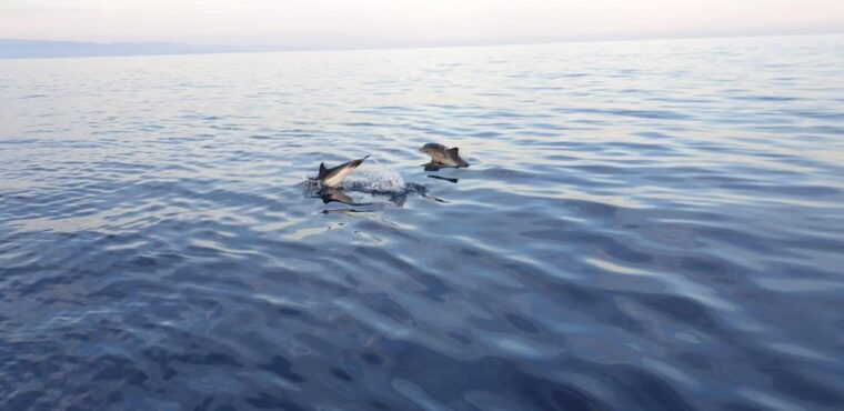 sunset-tour-in-search-of-dolphins-with-aperitif