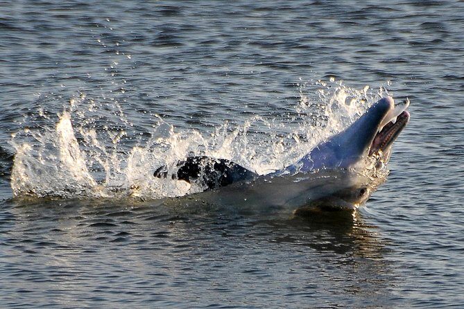 Sunset Tour Mangrove, Dolphins, Manatee #1 Rated in Cocoa Beach - What to Expect from the Tour