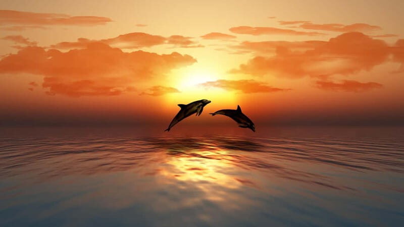SUNSET TOUR WITH DOLPHIN WATCHING - Sunset Tour with Dolphin Watching in Sicily: An Authentic Coastal Adventure