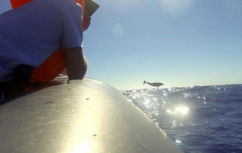 Sunset Trip + Dolphin & Whale Watching - Speed Boat - Practical Details & Considerations