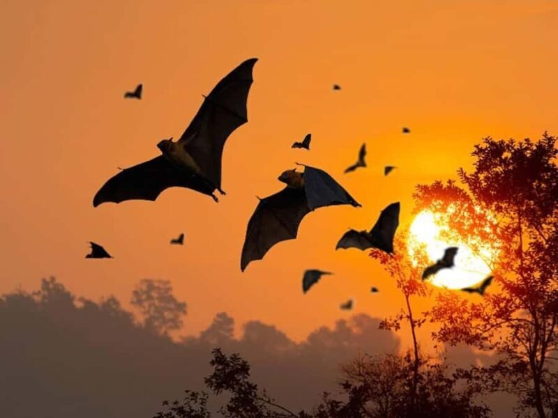 Sunset Trip: Kelor  Manjarite  Kalong Sunset - Key Points