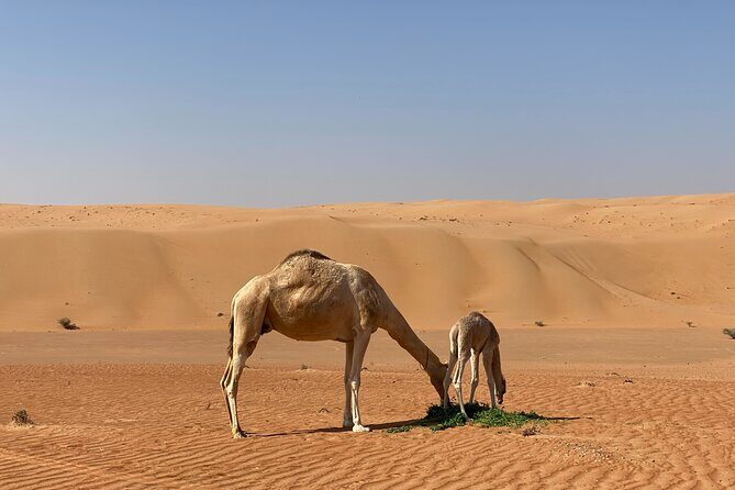 Sunset watching in Al Wahiba Sand - Exploring the Itinerary: What to Expect