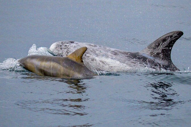 sunset-whale-watch-tour-in-monterey