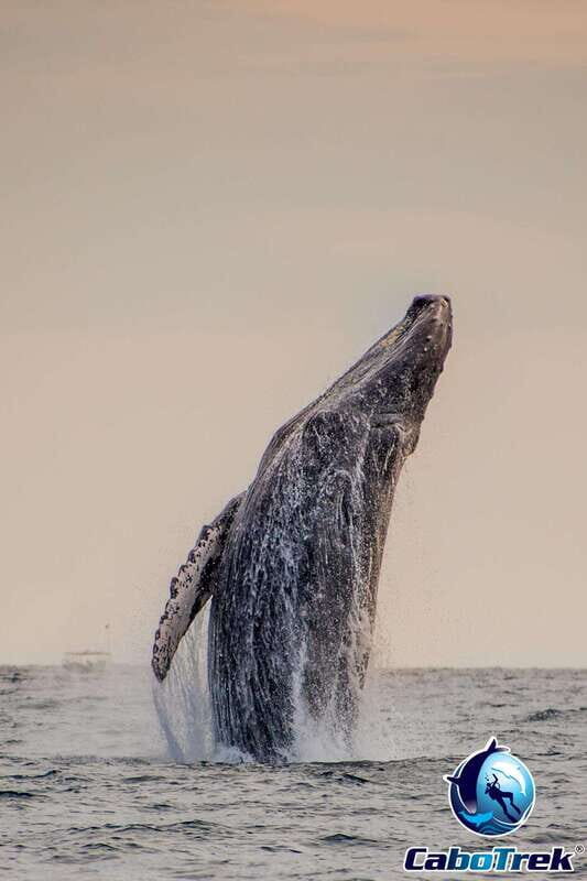 Sunset Whale Watching Cruise in Cabo San Lucas - An In-Depth Look at the Experience  