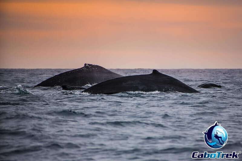 Sunset Whale Watching Cruise in Cabo San Lucas - Who Will Love This Experience?  