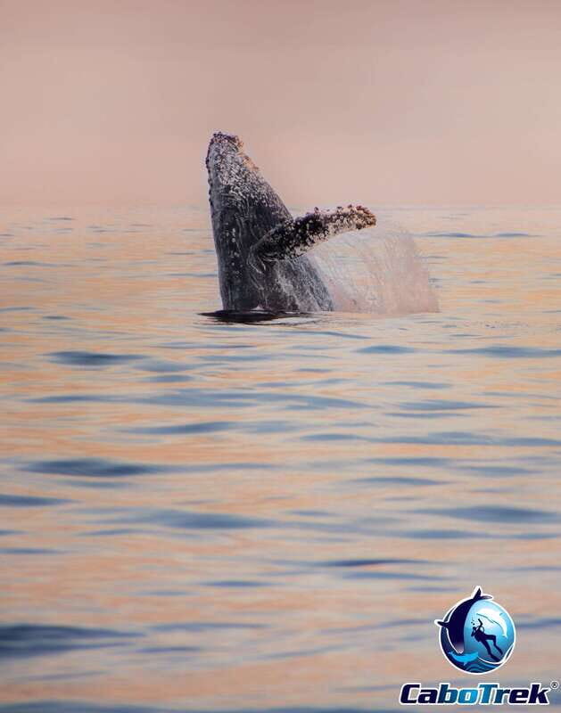 Sunset Whale Watching Cruise in Cabo San Lucas - Final Thoughts  