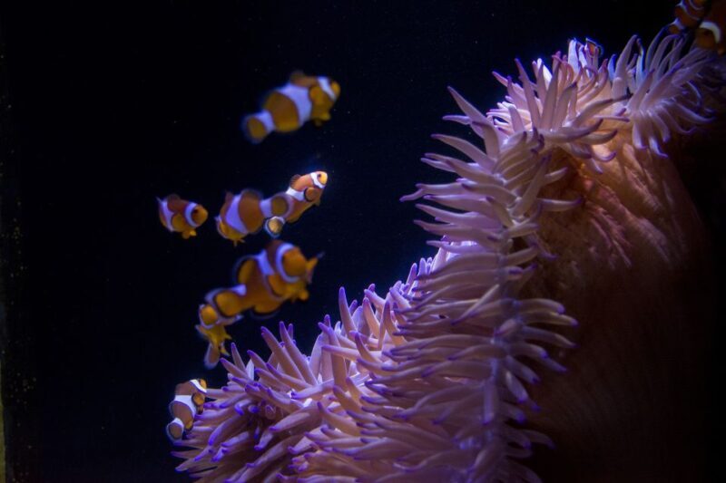Sunshine Coast: SEA LIFE Sunshine Coast Entry Ticket - A closer look at what to expect at SEA LIFE Sunshine Coast