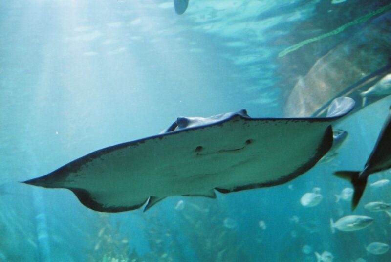 Sunshine Coast: SEA LIFE Sunshine Coast Entry Ticket - FAQ