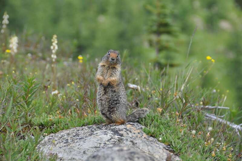 sunshine-meadows-daily-guided-hike-with-gondola