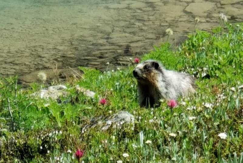 sunshine-meadows-daily-guided-hike-with-gondola
