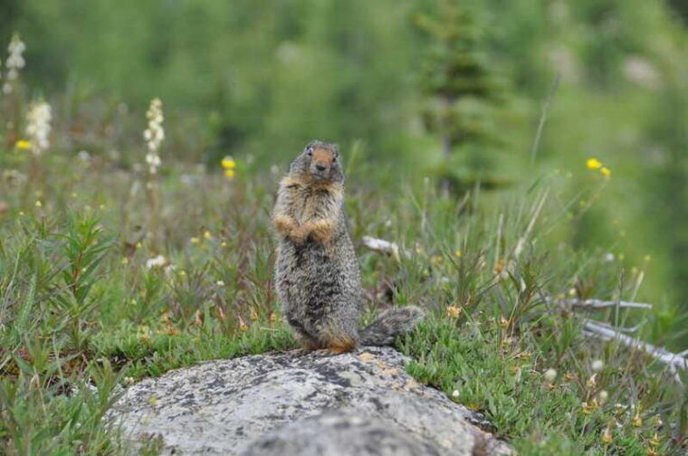 sunshine-meadows-daily-guided-hike-with-gondola