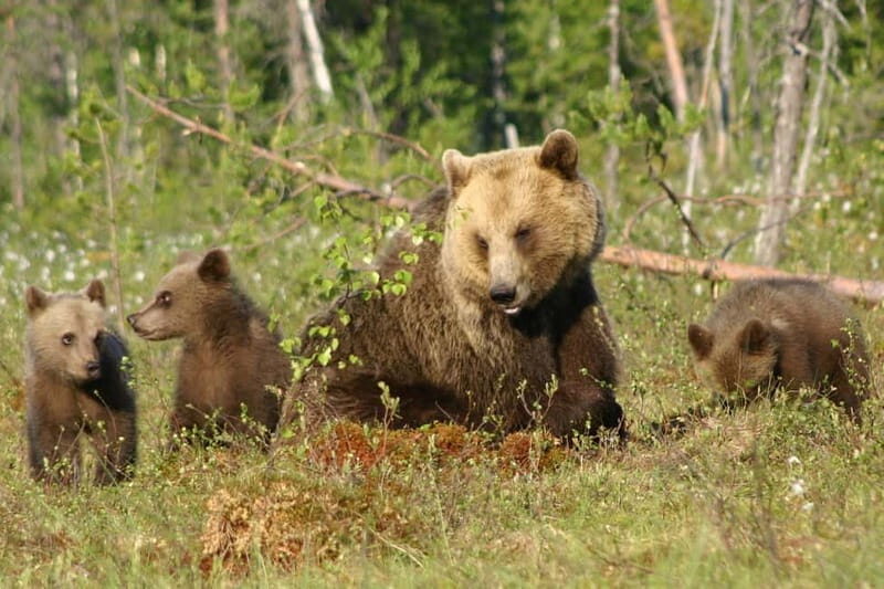 Suomussalmi, Finland: Bear Watching and photography night - Who Is This Tour Best For?