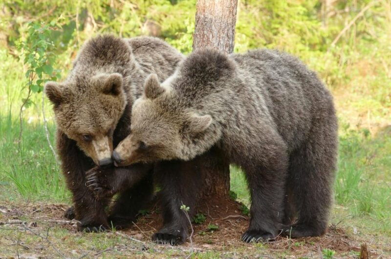 suomussalmi-finland-bear-watching-and-photography-night