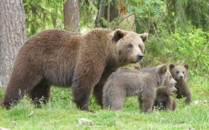 suomussalmi-finland-bear-watching-and-photography-night